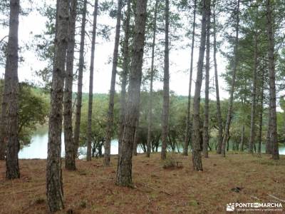 Casa del Bosque,Fortines Buitrago de Lozoya; ajustar mochila arbol taxaceo fotos de la sierra de caz